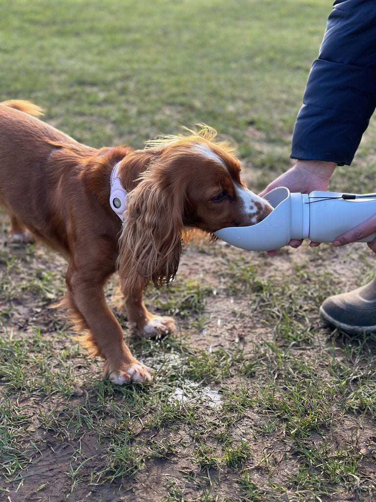 Foldable dog best sale water bottle