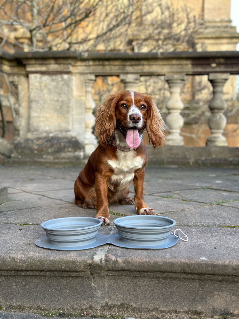 Collapsible Food and Water Bowl